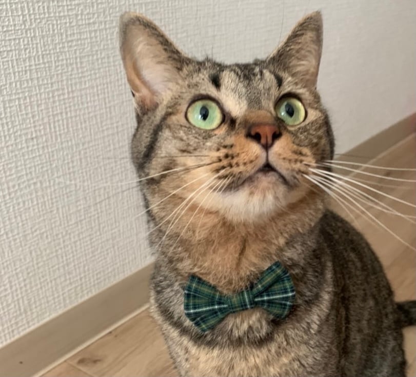 にゃんこ様用 蝶ネクタイ チェック みどり