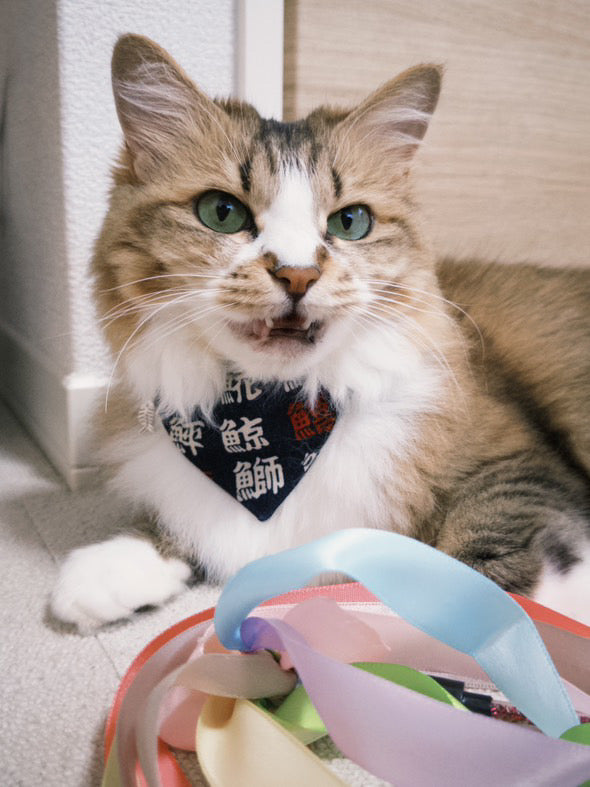 つけかえtie SET お魚漢字